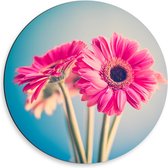 Dibond Wandcirkel - Roze Bloemen op Lichtblauwe Achtergrond - 50x50cm Foto op Aluminium Wandcirkel (met ophangsysteem)