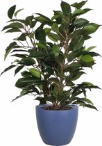 Groene ficus kunstplant 40 cm met plantenpot nachtblauw D13.5 en H12.5 cm