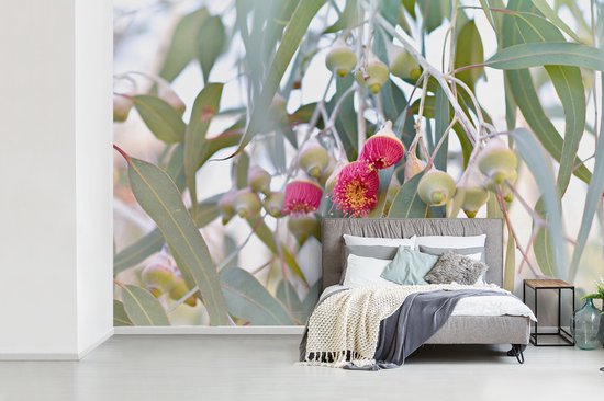 Papier peint Papier peint photo en vinyle - Fleurs d'eucalyptus roses entre les feuilles largeur 600 cm x hauteur 400 cm - Tirage photo sur papier peint (disponible en 7 tailles)
