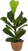 Kamerplant van Botanicly – Vioolplant  in zeegras pot als set – Hoogte: 65 cm – Ficus Lyrata
