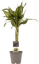 Hellogreen Kamerplant - Dracaena Sandriana victory - 45 cm