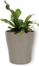 Kamerplant Platycerium Netherlands – Hersthoornvaren - ± 20cm hoog – 12 cm diameter - in zilverkleurige pot