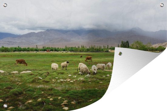 Décoration murale Mouton - Nourriture - Herbe - 180x120 cm - Affiche jardin