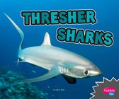 All About Sharks - Thresher Sharks