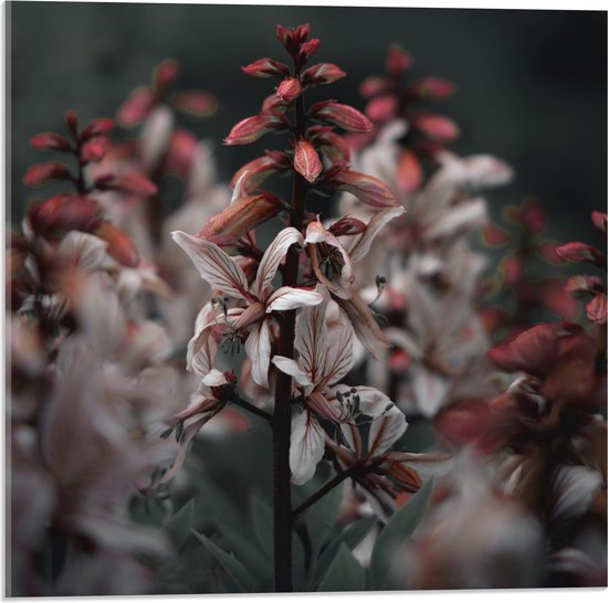 Acrylglas - Rood-Witte Bloemen - 50x50cm Foto op Acrylglas (Wanddecoratie op Acrylglas)