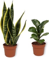 Set van 2 Kamerplanten - Sansevieria Superba &  Ficus Bambino  - ±  30cm hoog - 12cm diameter