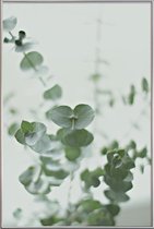 JUNIQE - Poster met kunststof lijst Eucalyptus Green 2 -40x60 /Groen &
