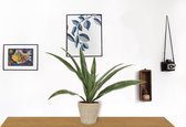 Kamerplant Dracaena Warnecki - ± 20cm hoog – 12cm diameter - in mand