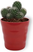 Cactus Mammilaria - ± 25 cm hoog – 12cm diameter - in rode pot