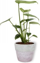 Kamerplant Monstera Deliciosa Tauerii – Gatenplant - ± 30cm hoog – 12 cm diameter  - in lila betonnen pot