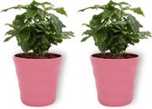 2x Kamerplant Coffea Arabica – Koffieplant - ± 25cm hoog – 12 cm diameter - in roze pot