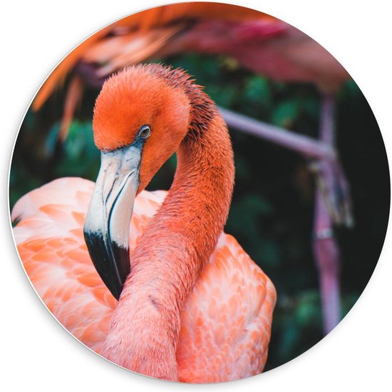 Forex Wandcirkel - Lichtroze Flamingo - 60x60cm Foto op Wandcirkel (met ophangsysteem)