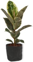 Kamerplant Ficus Tineke - ± 70cm hoog – 19cm diameter - luchtzuiverend - in zwarte katoenen sierzak