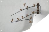Tuinposter - Tuindoek - Tuinposters buiten - Zwerm ringmussen op elektrische draden - 120x80 cm - Tuin