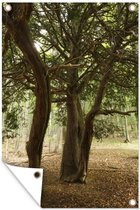 Muurdecoratie Oudere venijnboom in een reservaat - 120x180 cm - Tuinposter - Tuindoek - Buitenposter