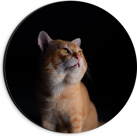 Dibond Wandcirkel - Oranje met Witte Gestreepte Kat  - 20x20cm Foto op Aluminium Wandcirkel (met ophangsysteem)