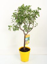 Fruitgewas van Botanicly – Pruim plant – Hoogte: 100 cm – Prunus Domestica