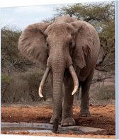 Wandpaneel Olifant in Africa  | 140 x 140  CM | Zwart frame | Wand-beugels (27 mm)