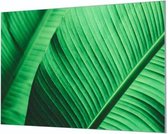 Wandpaneel Groen blad close-up  | 180 x 120  CM | Zwart frame | Wand-beugels (27 mm)