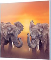 Wandpaneel Olifanten Duo Africa  | 100 x 100  CM | Zwart frame | Wand-beugels (27 mm)
