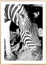 Poster Met Metaal Gouden Lijst - Mlilwane Zebra Poster