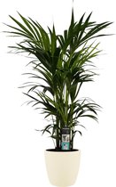 Decorum Kentia Palm - Kamerplant - Met Elho® Brussels Bloempot Soap - 120cm