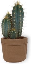 Cactus Pilosocereus Azureus - ± 25 cm hoog – 12cm diameter - in bruine sierzak
