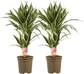 Hellogreen Kamerplanten - Set van 2 - Dracaena Drakenbloedboom White Stripe - ↕ 60 cm