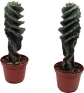 (2 stuks) Spiraalcactus -  Cactus - Kamerplant - 18cm