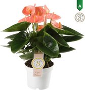 Anthurium Zizou - Kamerplant - 40cm