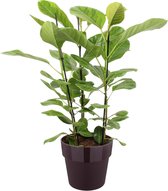 Ficus Altissima - Luchtzuiverende Kamerplant - Met Elho® Bloempot Paars - 105cm