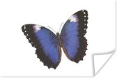Poster Vlinder - Blauw - Zwart - 60x40 cm
