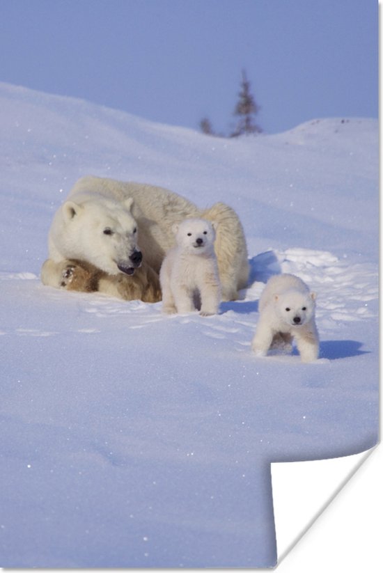 IJsbeer met twee speelse jongen in de sneeuw 20x30 cm - klein - Foto print op Poster (wanddecoratie woonkamer / slaapkamer)