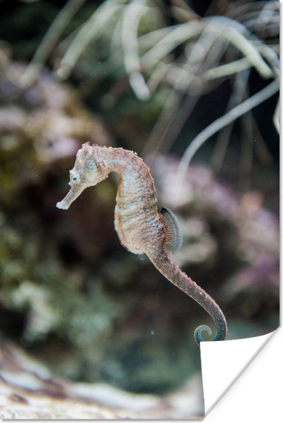 L'hippocampe de couleur claire nage juste au-dessus du fond 60x90 cm / Mer  et plage | bol.com