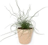 Kamerplant Juncus Liebeslocken – Kurkentrekkersgras - ± 35cm hoog – 12 cm diameter - in trendy grijze mand.