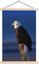 Posterhanger incl. Poster 60x90 cm - Schoolplaat - Adelaar - Close up - Tak - Textielposter - Blanke latten