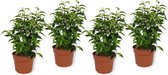 Set van 4 Kamerplanten - Ficus Natasja - ± 25cm hoog - 12cm diameter