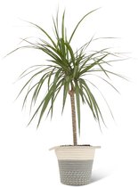 We Love Plants - Dracaena Marginata + Mand Samantha - 60 cm hoog - Drakenbloedboom