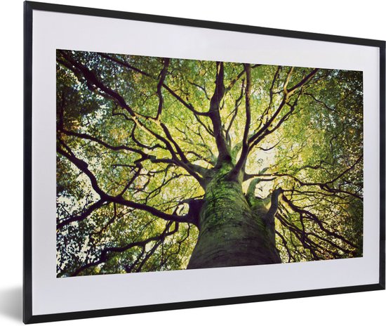 Image encadrée - Cadre photo Branches d'un vieil arbre 60x40 cm - Affiche encadrée (Décoration murale salon / chambre)