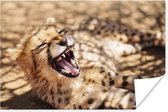 Baby cheetah in de Savanne poster papier 180x120 cm - Foto print op Poster (wanddecoratie woonkamer / slaapkamer) / Wilde dieren Poster XXL / Groot formaat!