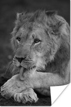 Leeuw die aan zijn poot likt poster papier 40x60 cm - Foto print op Poster (wanddecoratie woonkamer / slaapkamer) / Wilde dieren Poster