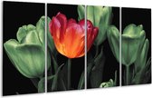 GroepArt - Glasschilderij - Tulp - Oranje, Groen, Zwart - 160x80cm 4Luik - Foto Op Glas - Geen Acrylglas Schilderij - 6000+ Glasschilderijen Collectie - Wanddecoratie