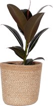 Kamerplant van Botanicly – Rubberboom in Zandkleurige stof pot als set – Hoogte: 25 cm, Ficus Elastica Melanie – Ficus Elastica Melanie