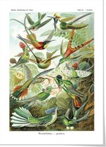 Art print ‘Ernst Haeckels Kunstvormen der natuur - Kolibries’ 50x70 cm.
