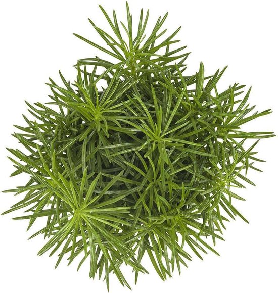 Choice of Green Senecio Himalaya Kruiskruid
