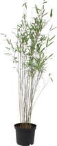 Fargesia Nitida 'Black Pearl' - Bamboe paars - ↑ 90-120cm - Ø 22cm