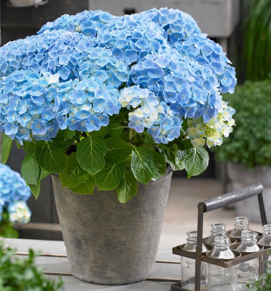 Benodigdheden bestrating Oogverblindend Hydrangea Blue 'Forever & Ever' - Blauwe hortensia - ↑ 23cm - Ø23cm |  bol.com