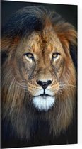 Leeuw koning jungle - Foto op Plexiglas - 40 x 60 cm
