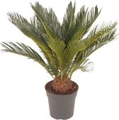 Kamerplant van Botanicly – Varenpalm – Hoogte: 60 cm – Cycas Revoluta