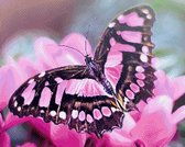 MyHobby Borduurpakket – Roze vlinder 50×40 cm - Aida borduurstof 5,5 kruisjes/cm (14 count) - Telpatroon - Borduurgaren - Borduurnaald - Handleiding - Voor Beginners & Gevorderden - Complete borduurset